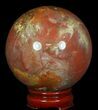 Colorful Petrified Wood Sphere #49742-1